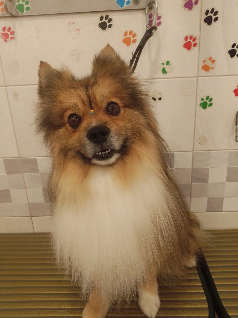 Willy & Pepe - Foto 6