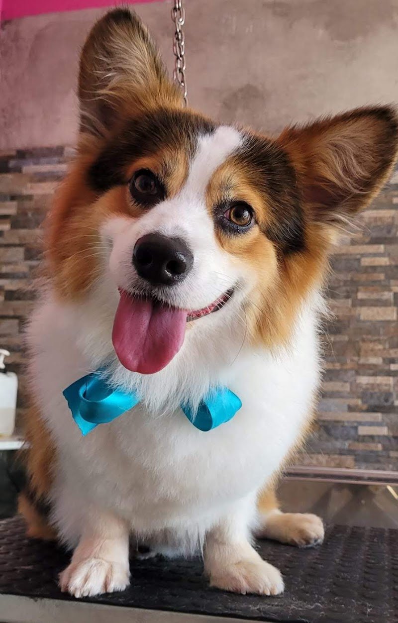 Wonderfulpet toelettatura e boutique di Marina Battistini - Foto 1