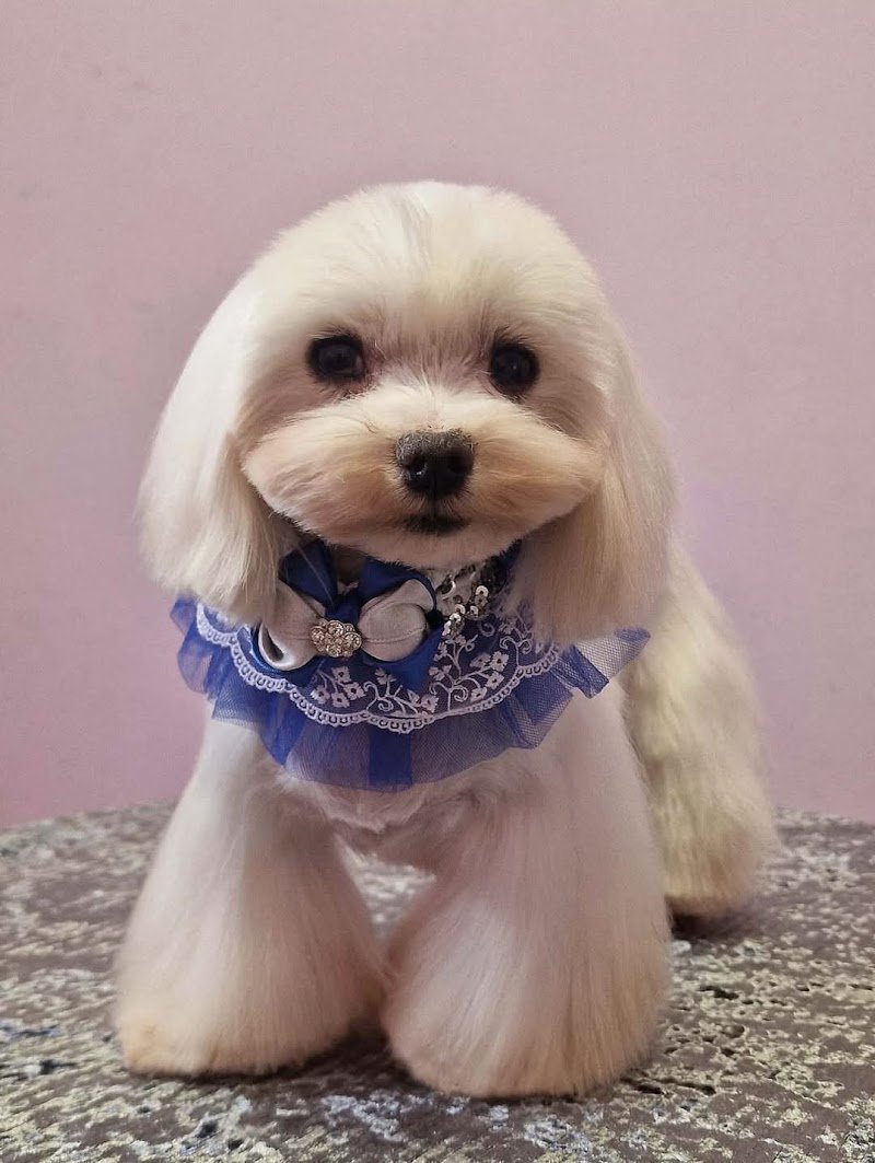 Wonderfulpet toelettatura e boutique di Marina Battistini - Foto 2