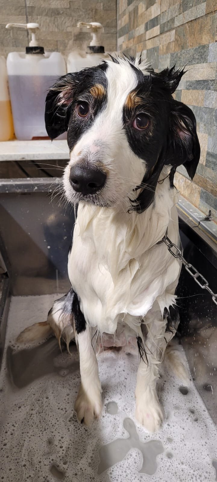 Wonderfulpet toelettatura e boutique di Marina Battistini - Foto 5