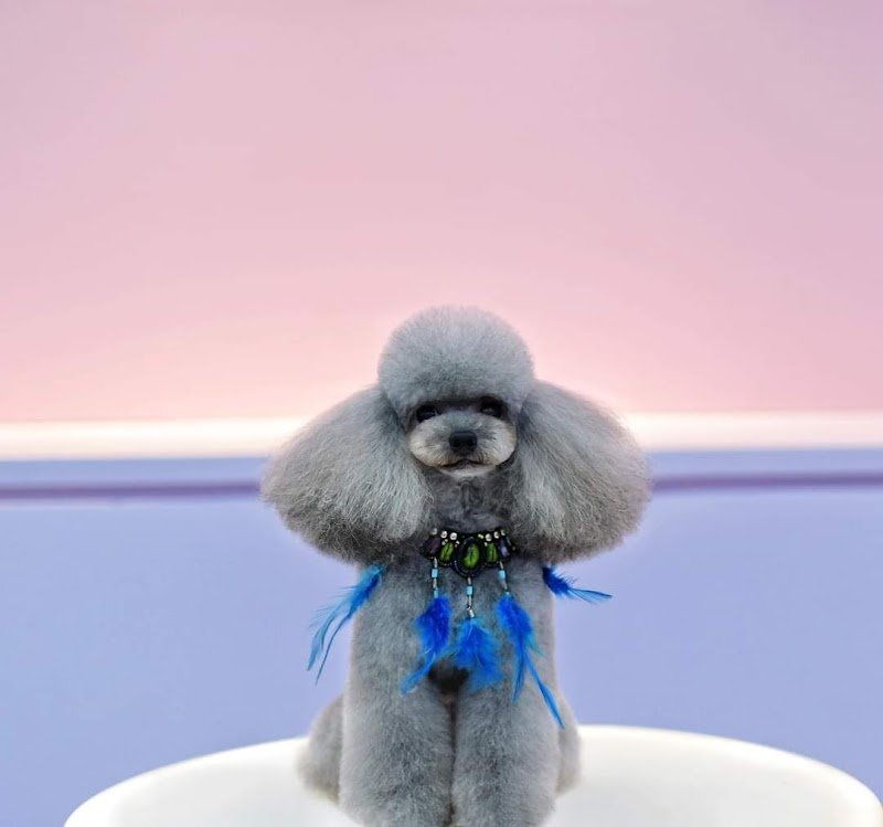 Wonderfulpet toelettatura e boutique di Marina Battistini - Foto 6