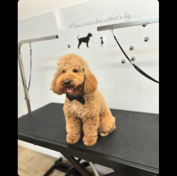 Woof Pet Shop & Beauty SPA - Foto 2