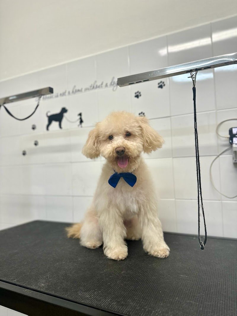 Woof Pet Shop & Beauty SPA - Foto 5