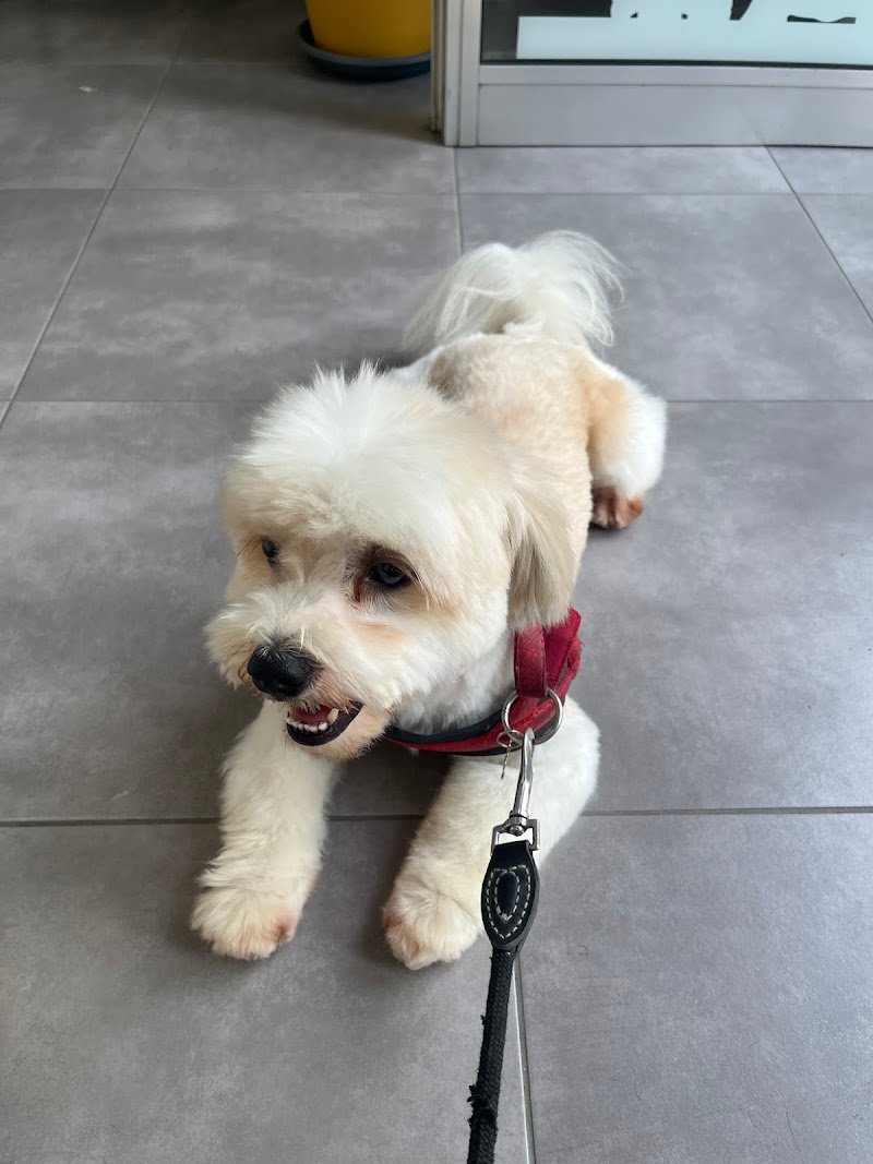 Woof Toelettatura | Alessandria - Foto 2