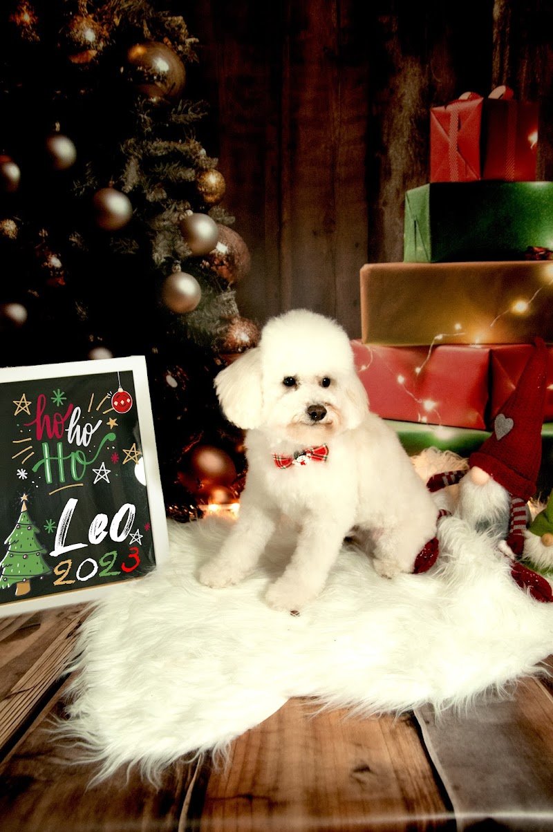 Woof Toelettatura | Alessandria - Foto 4