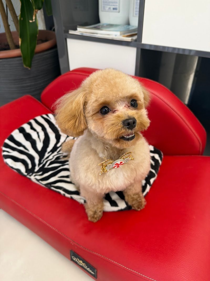 WOW Toelettatura Professionale - Foto 1