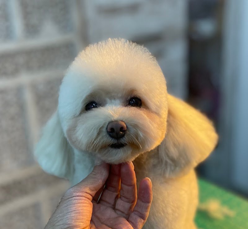 WOW Toelettatura Professionale - Foto 2