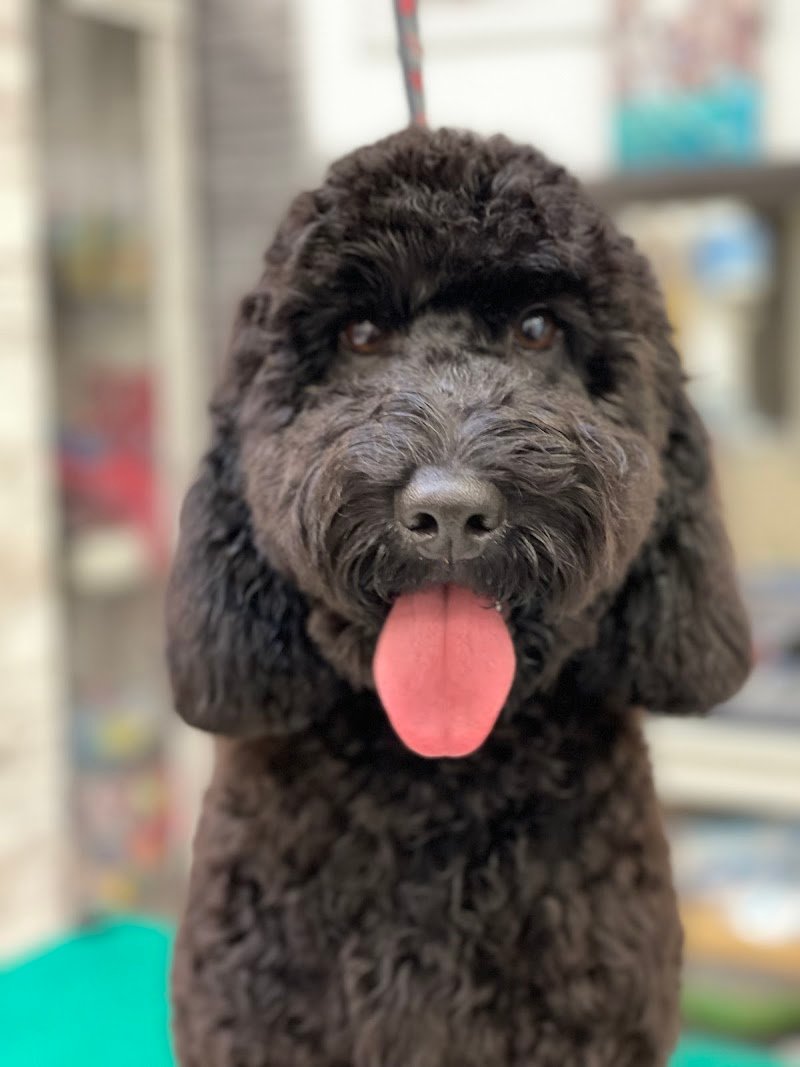 WOW Toelettatura Professionale - Foto 3