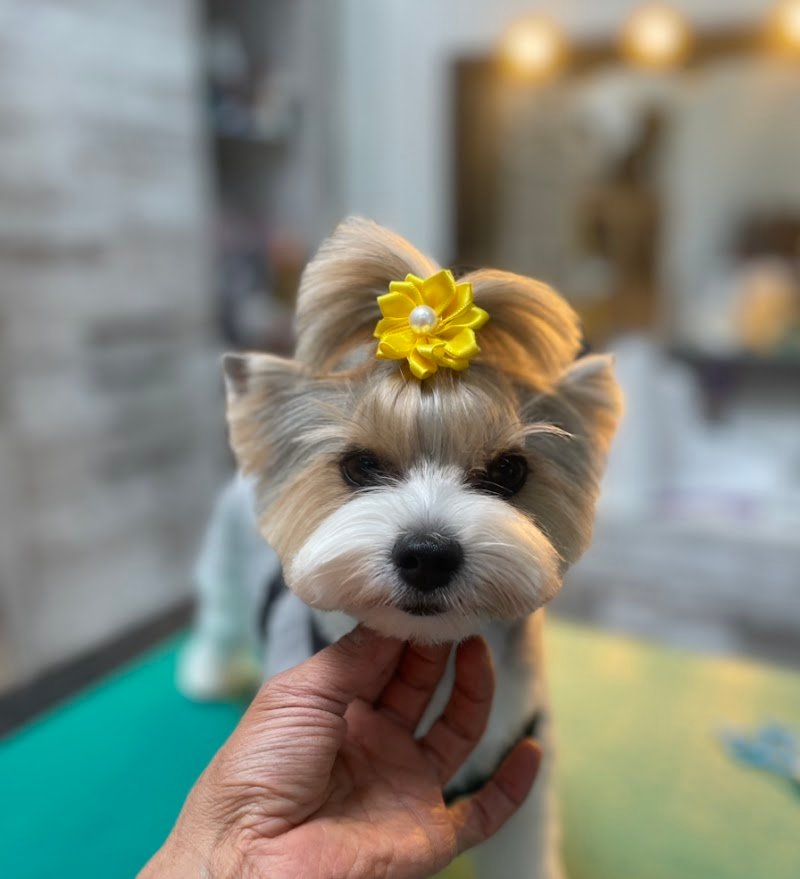 WOW Toelettatura Professionale - Foto 4