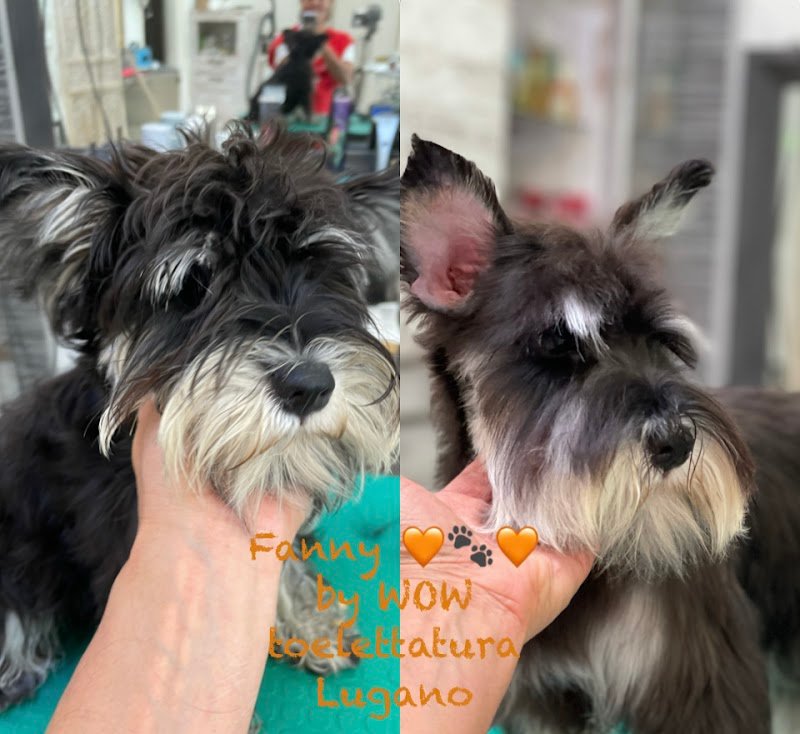 WOW Toelettatura Professionale - Foto 6