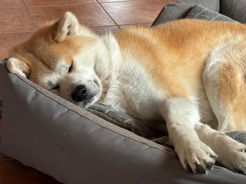 Your Dog Resort - Foto 1