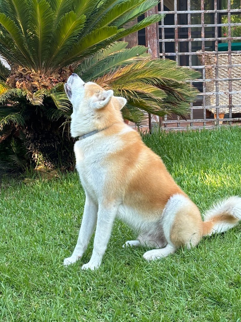 Your Dog Resort - Foto 6