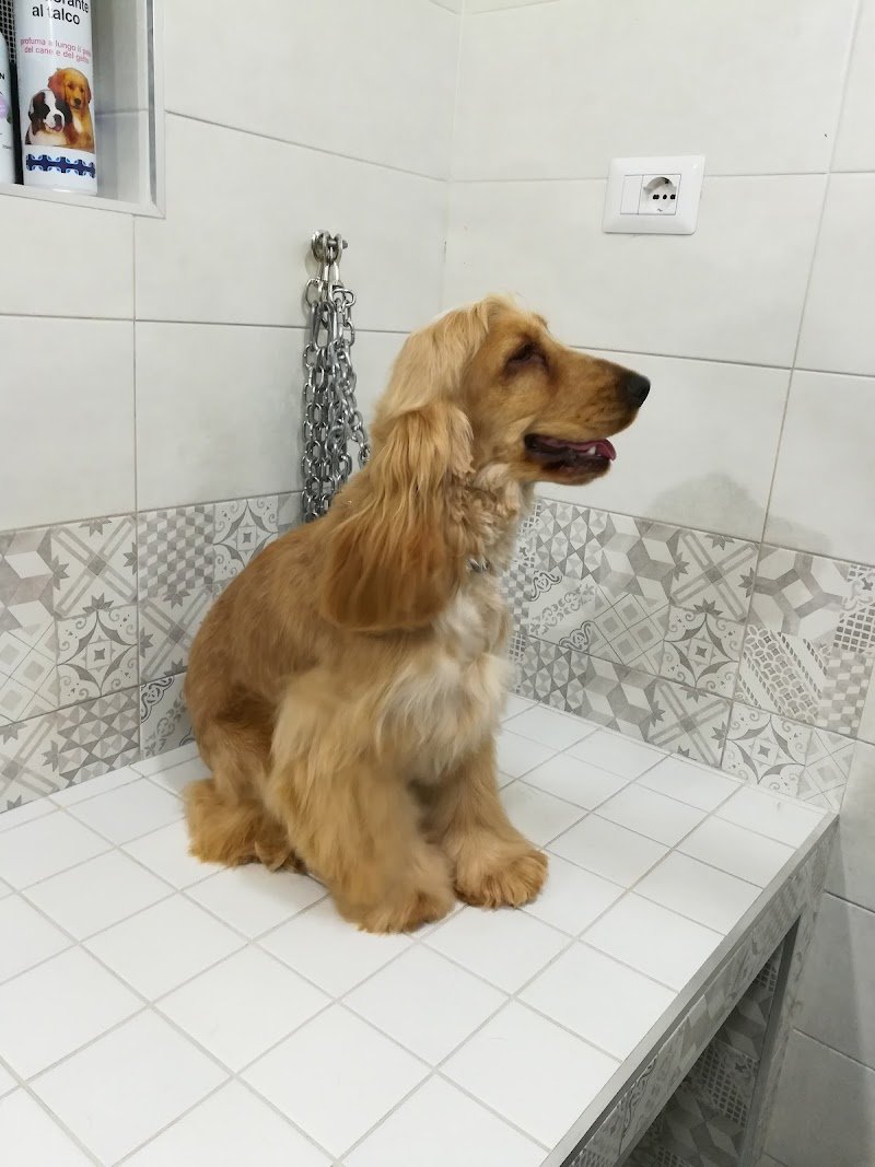 Yuri Pet Toelettatura - Foto 1