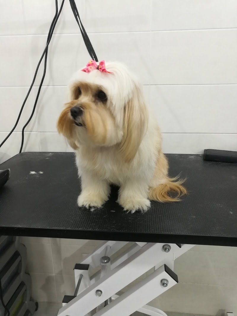 Yuri Pet Toelettatura - Foto 2