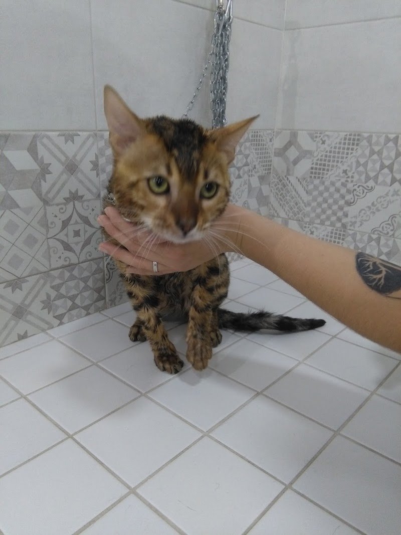 Yuri Pet Toelettatura - Foto 4