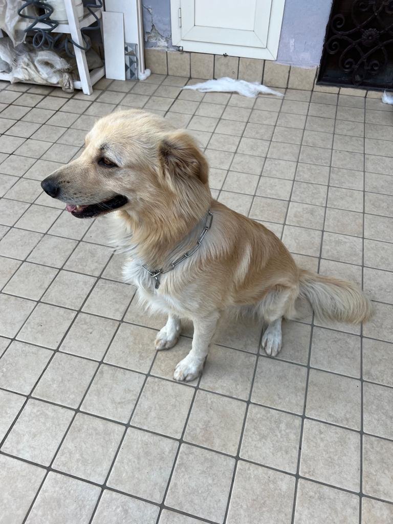 Yuri Pet Toelettatura - Foto 5