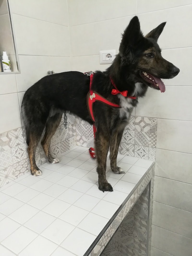 Yuri Pet Toelettatura - Foto 6