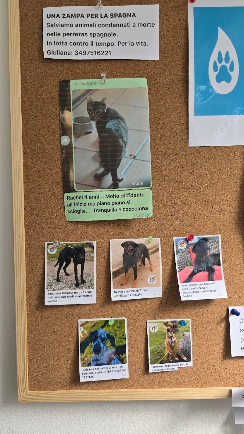 Zampa BRESSO Dog Wash Self Service - Foto 4