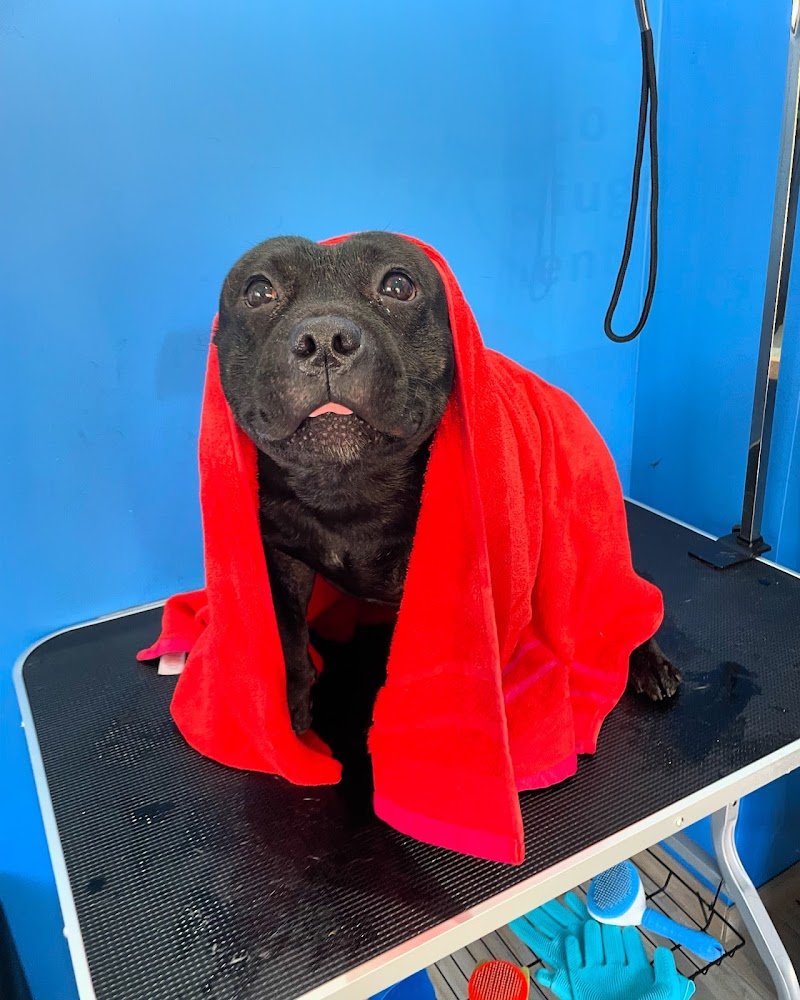 Zampa BRESSO Dog Wash Self Service - Foto 5