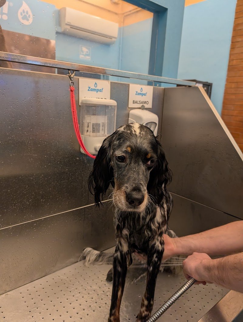 Zampa! Dog Wash Self-Service - Foto 2
