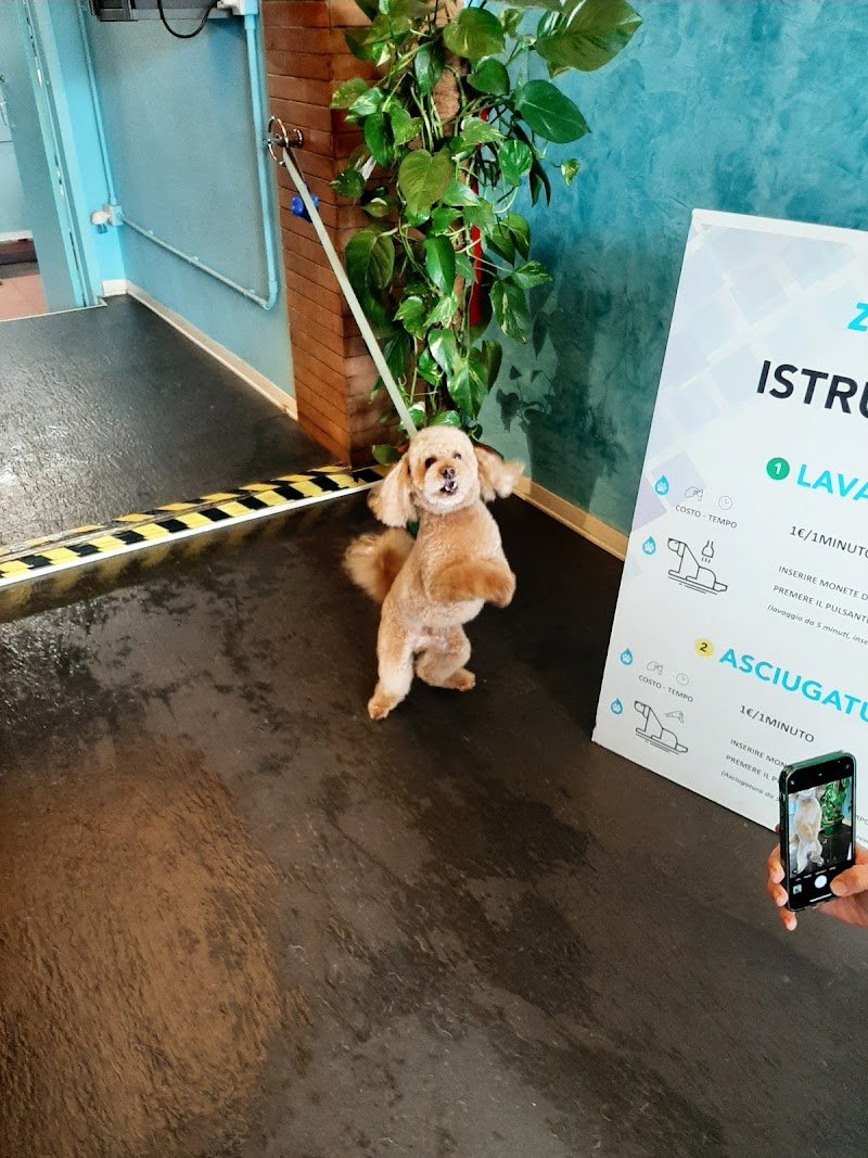 Zampa! Dog Wash Self-Service - Foto 5