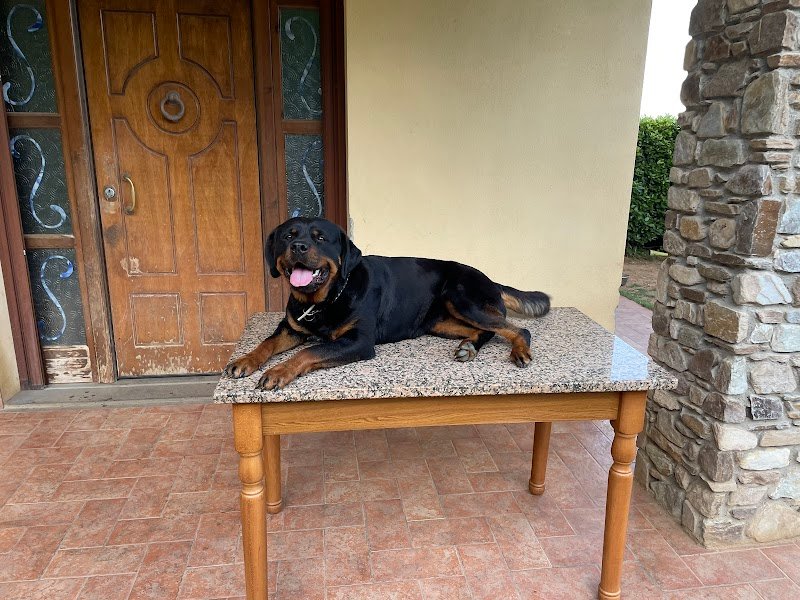 Zampa! Dog wash self service - Foto 3