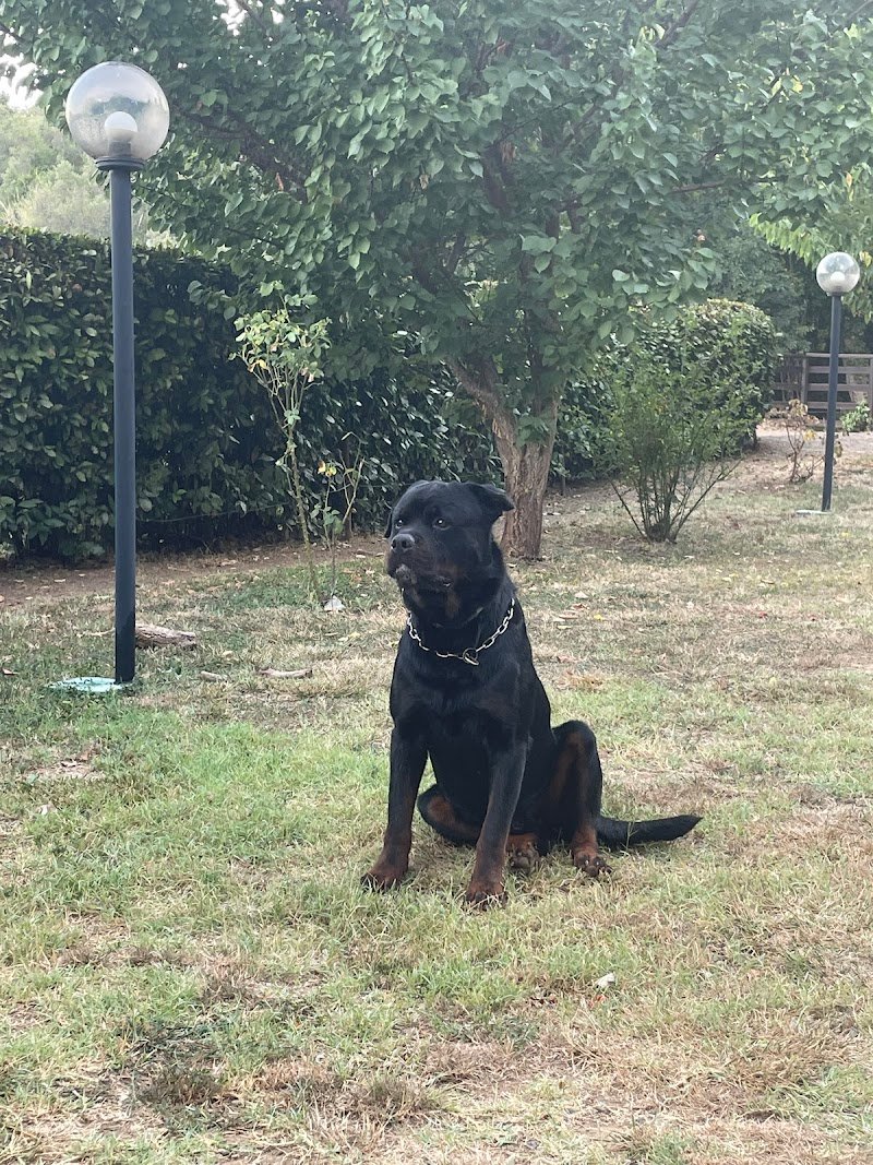 Zampa! Dog wash self service - Foto 4