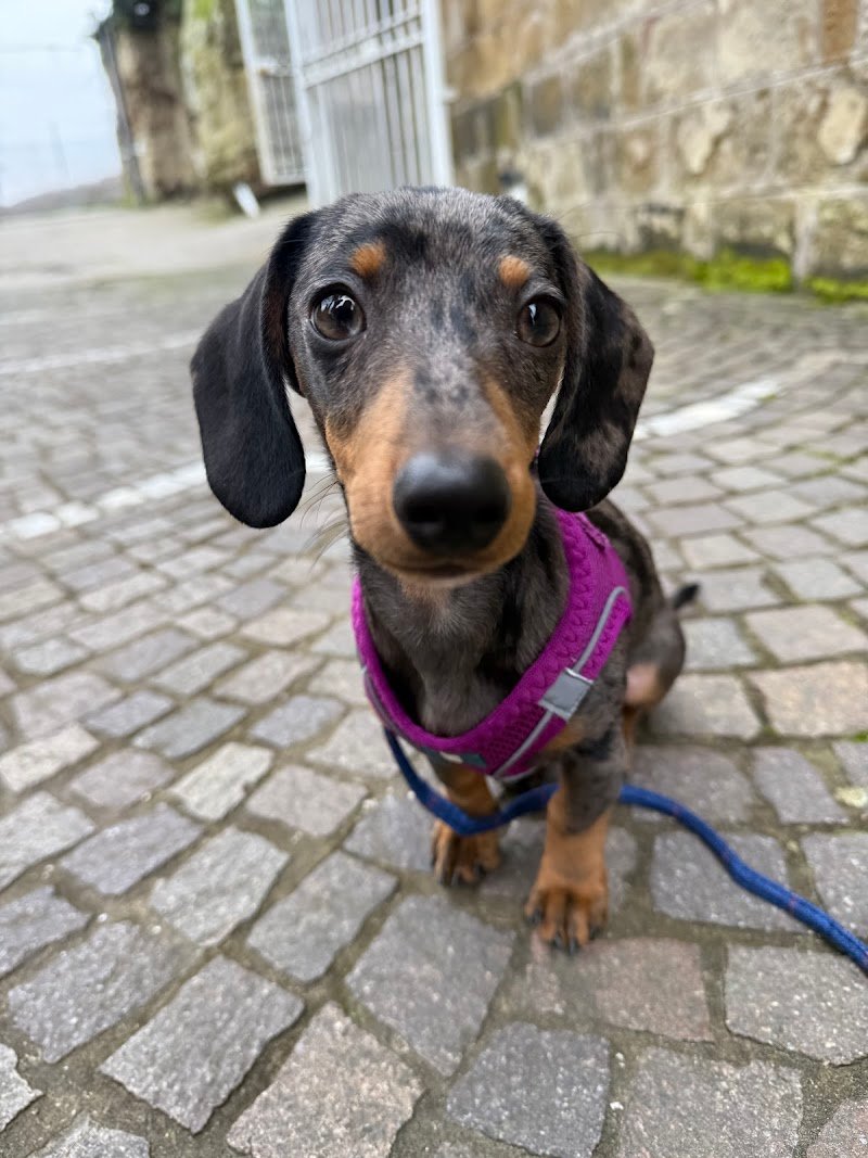 ZAMPA D'ORO - Foto 5