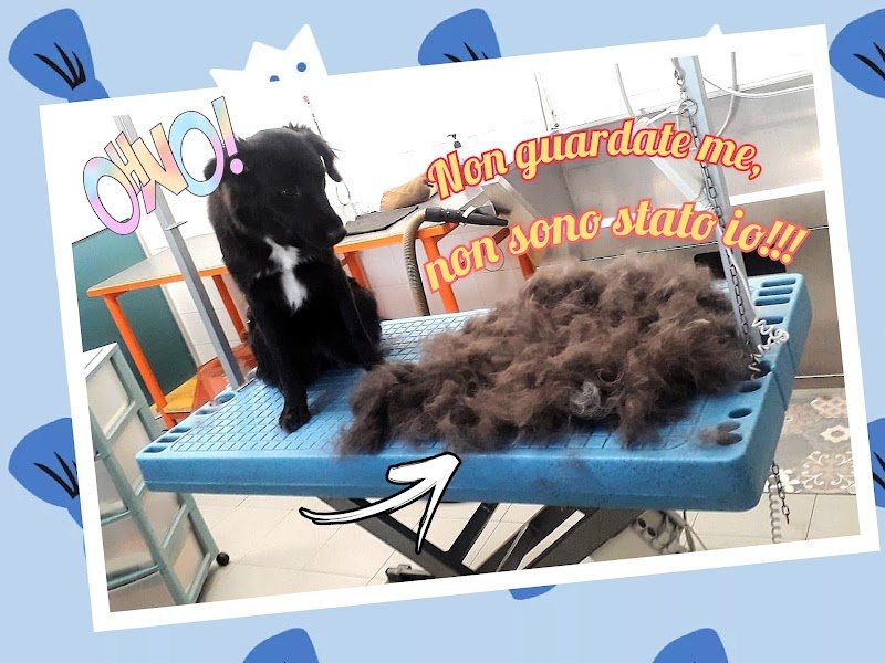 Zampamika di Micaela Ceppi - Foto 2