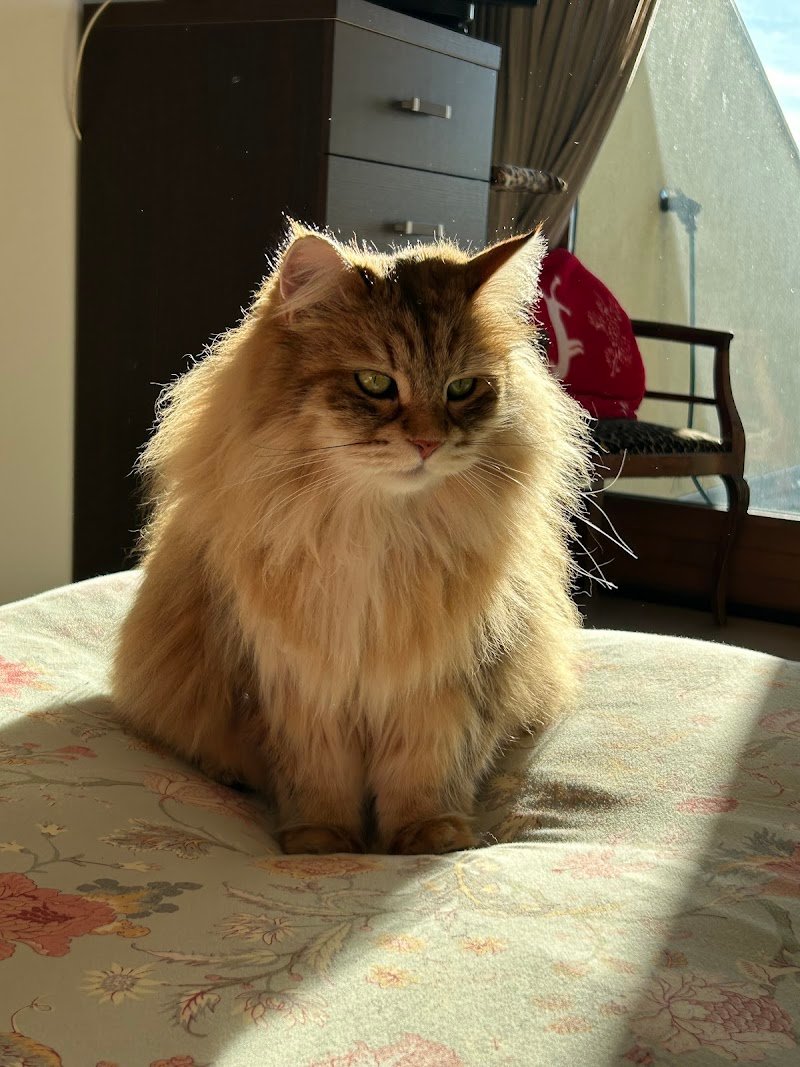 Zampamika di Micaela Ceppi - Foto 4