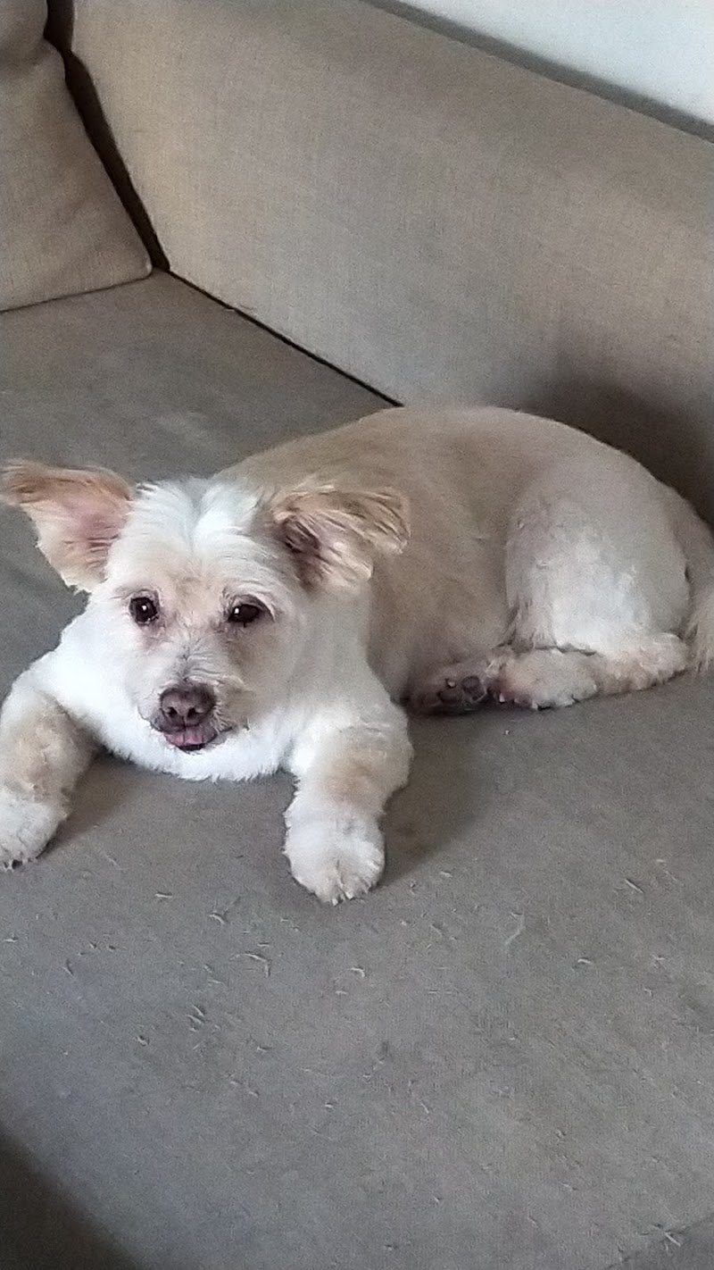 Zampamika di Micaela Ceppi - Foto 6