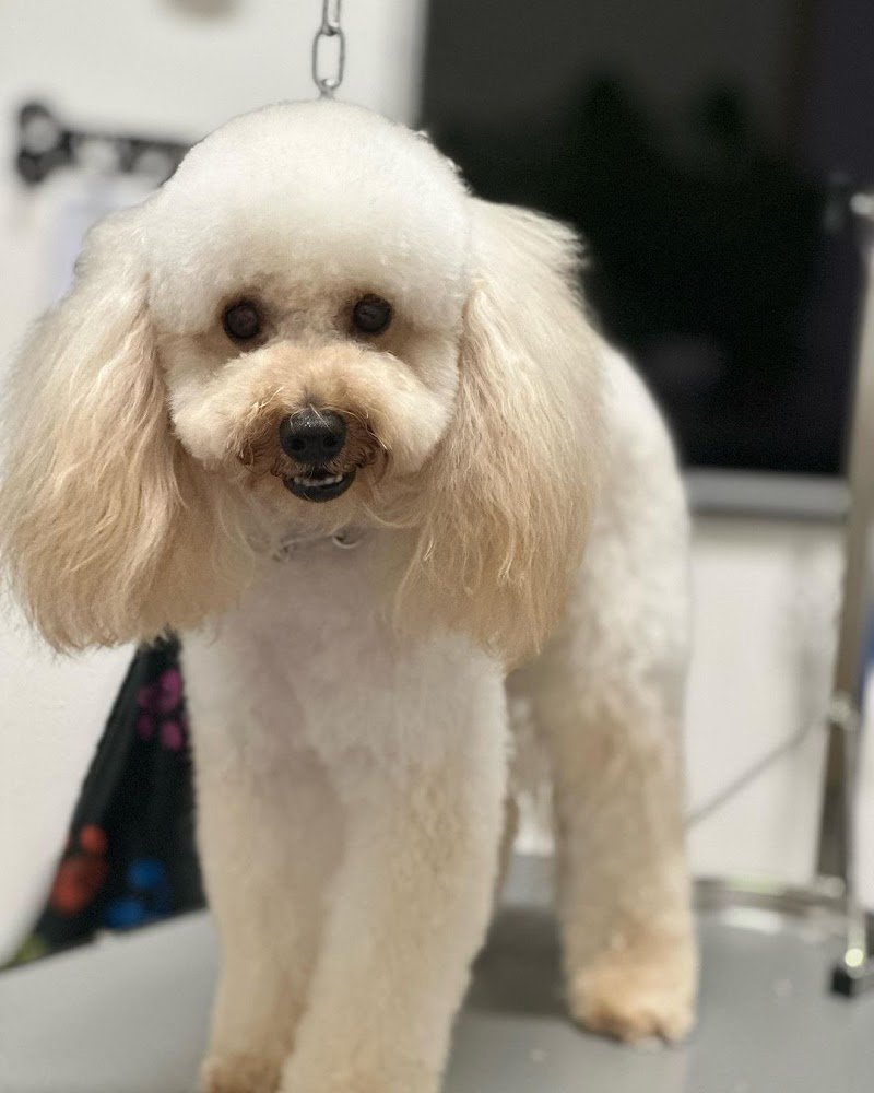 Zampe a mollo - Foto 2