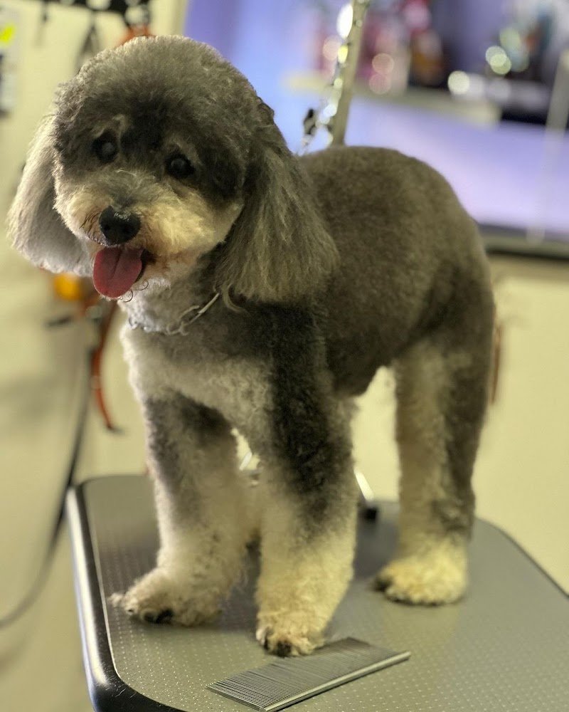 Zampe a mollo - Foto 3