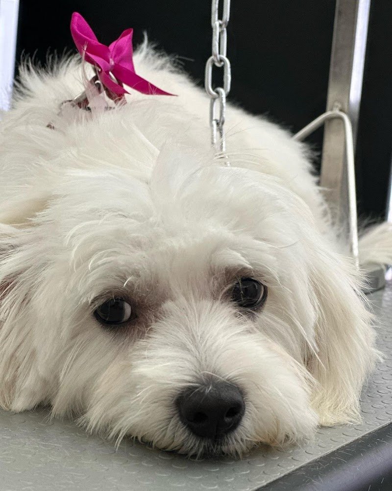 Zampe a mollo - Foto 4