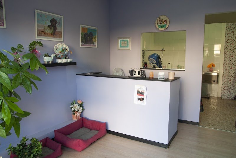 Zampe a mollo - Foto 5