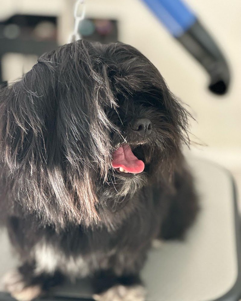 Zampe a mollo - Foto 6