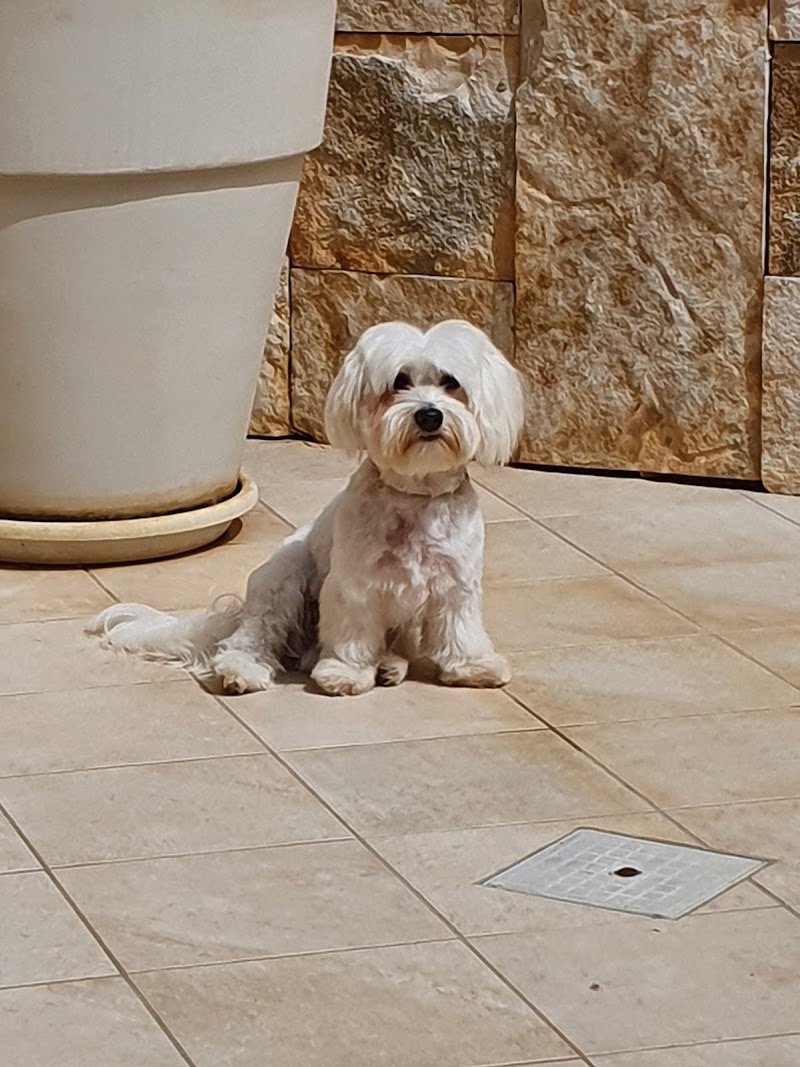 Zampe a Mollo - Foto 3