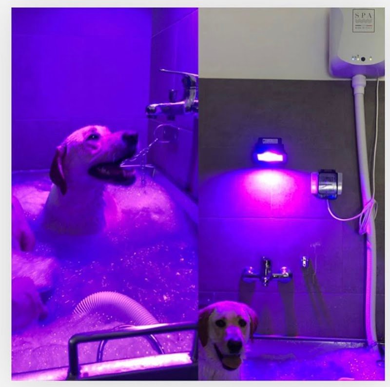 Zampe a Mollo - Foto 4