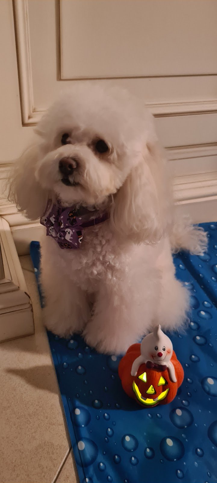 Zampe a Mollo - Foto 6