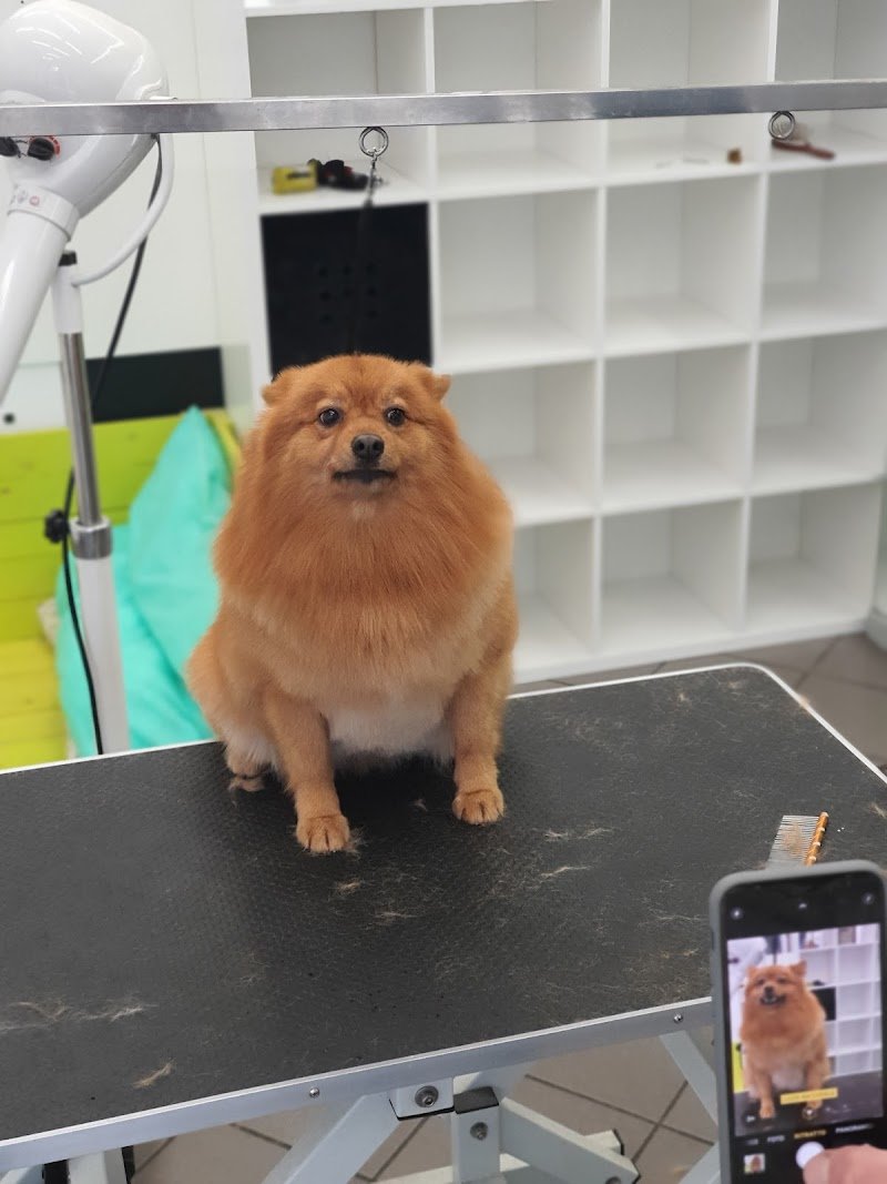 Zampe a Mollo Terni - Foto 2