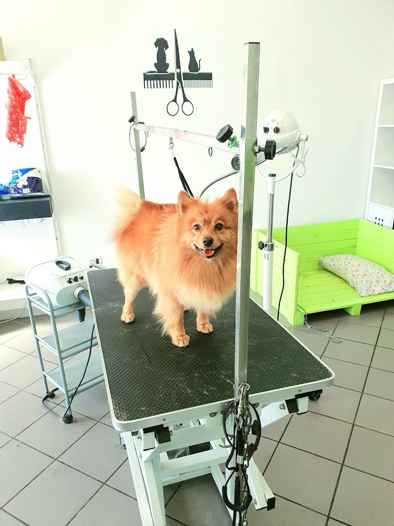 Zampe a Mollo Terni - Foto 3