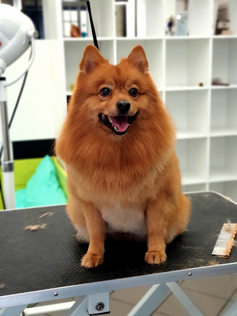 Zampe a Mollo Terni - Foto 5