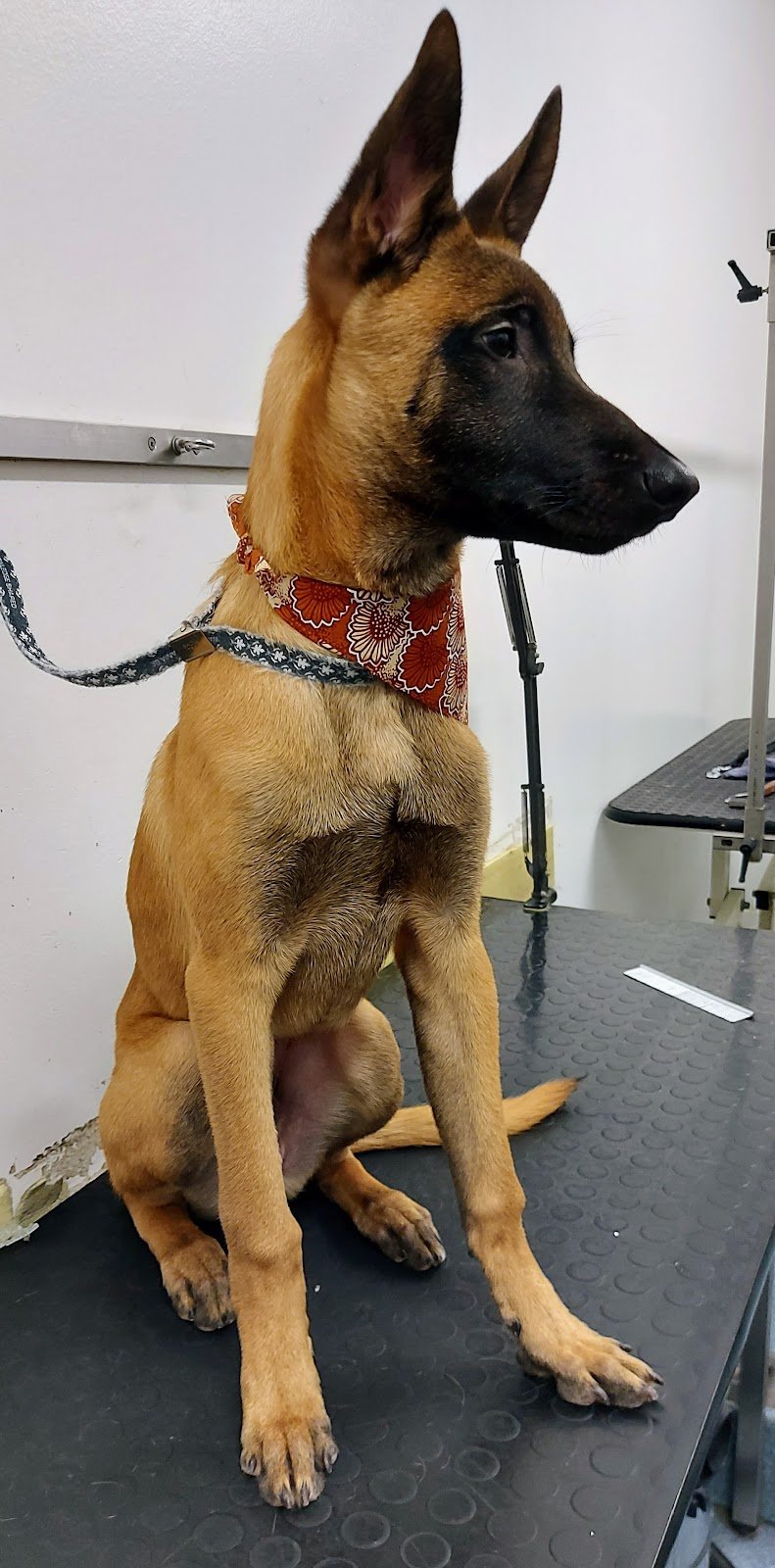 ZAMPE DI VELLUTO - Foto 1