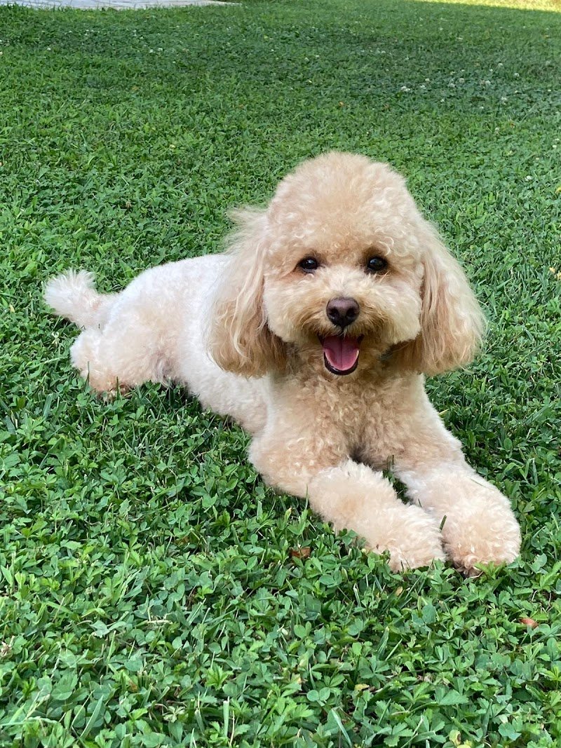 ZAMPE DI VELLUTO - Foto 3