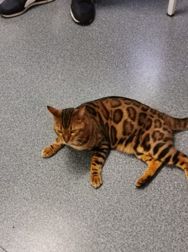 ZAMPE DI VELLUTO - Foto 5