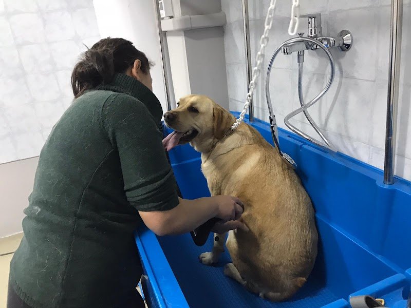 Zampe e Coccole di Pamela Cerminara - Foto 1