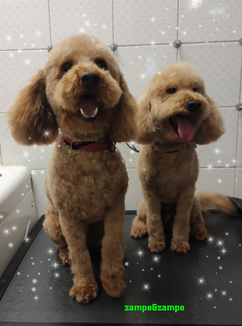 Zampe e Zampe - Foto 2