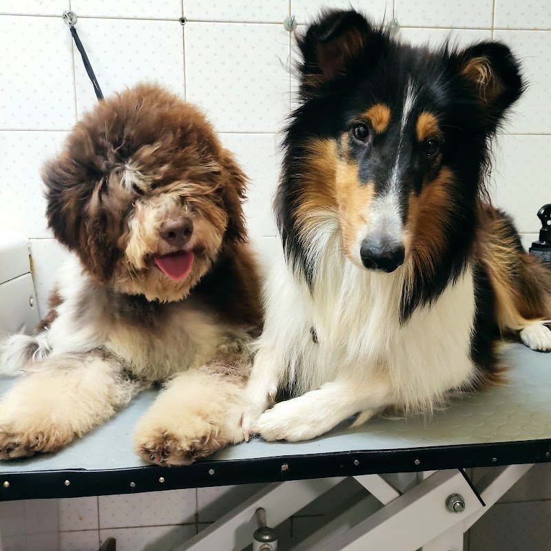 Zampe e Zampe - Foto 4