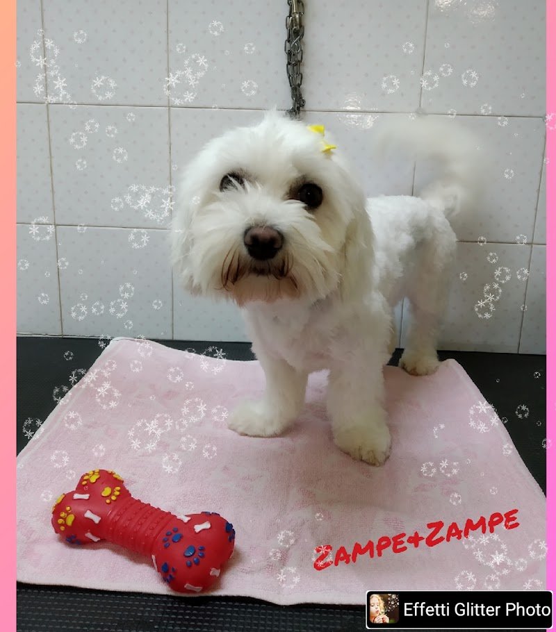 Zampe e Zampe - Foto 5