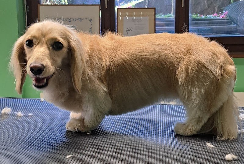 Zampe Felici Toelettatura - Foto 2